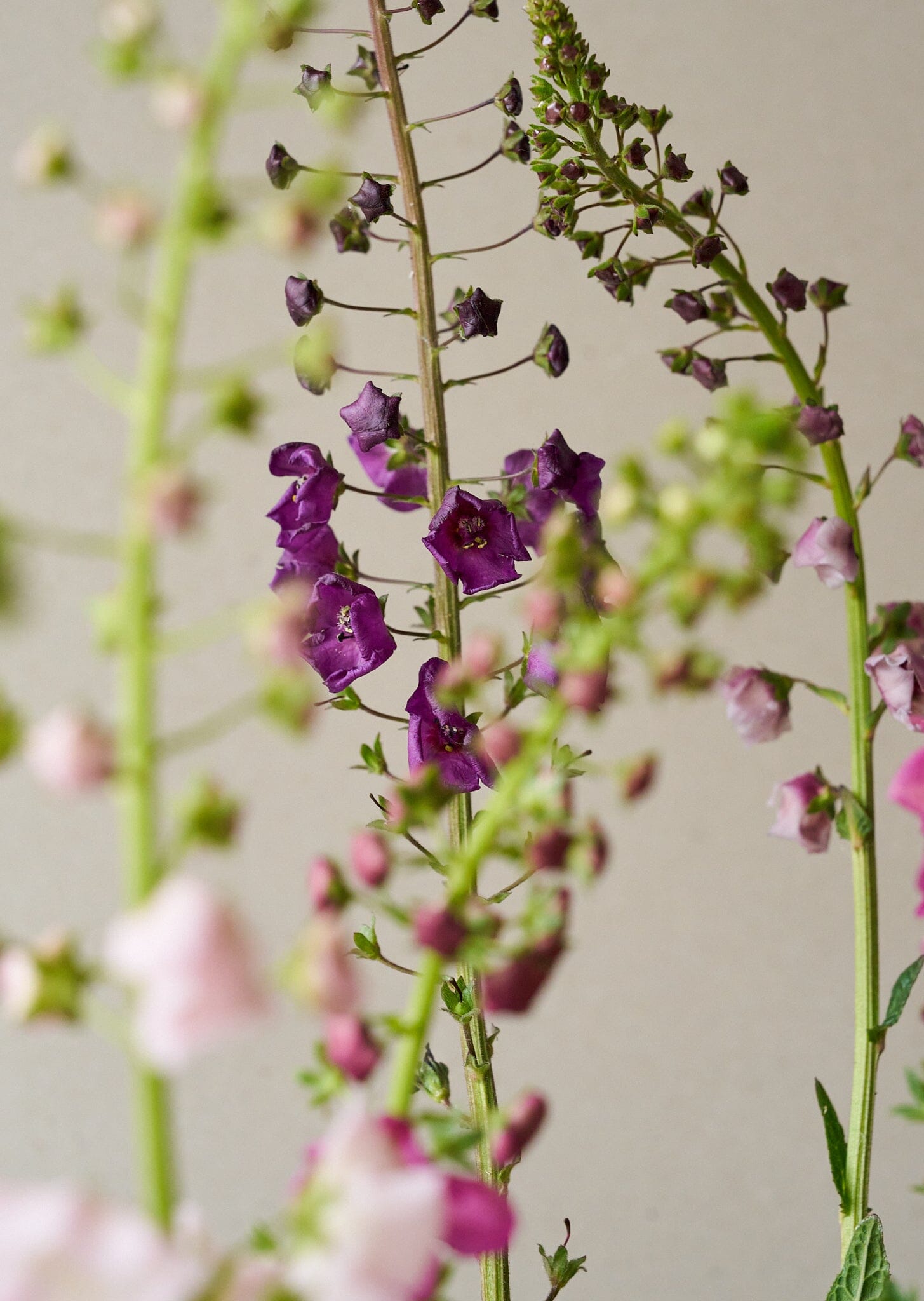 Kongelys 'Mix' Seed