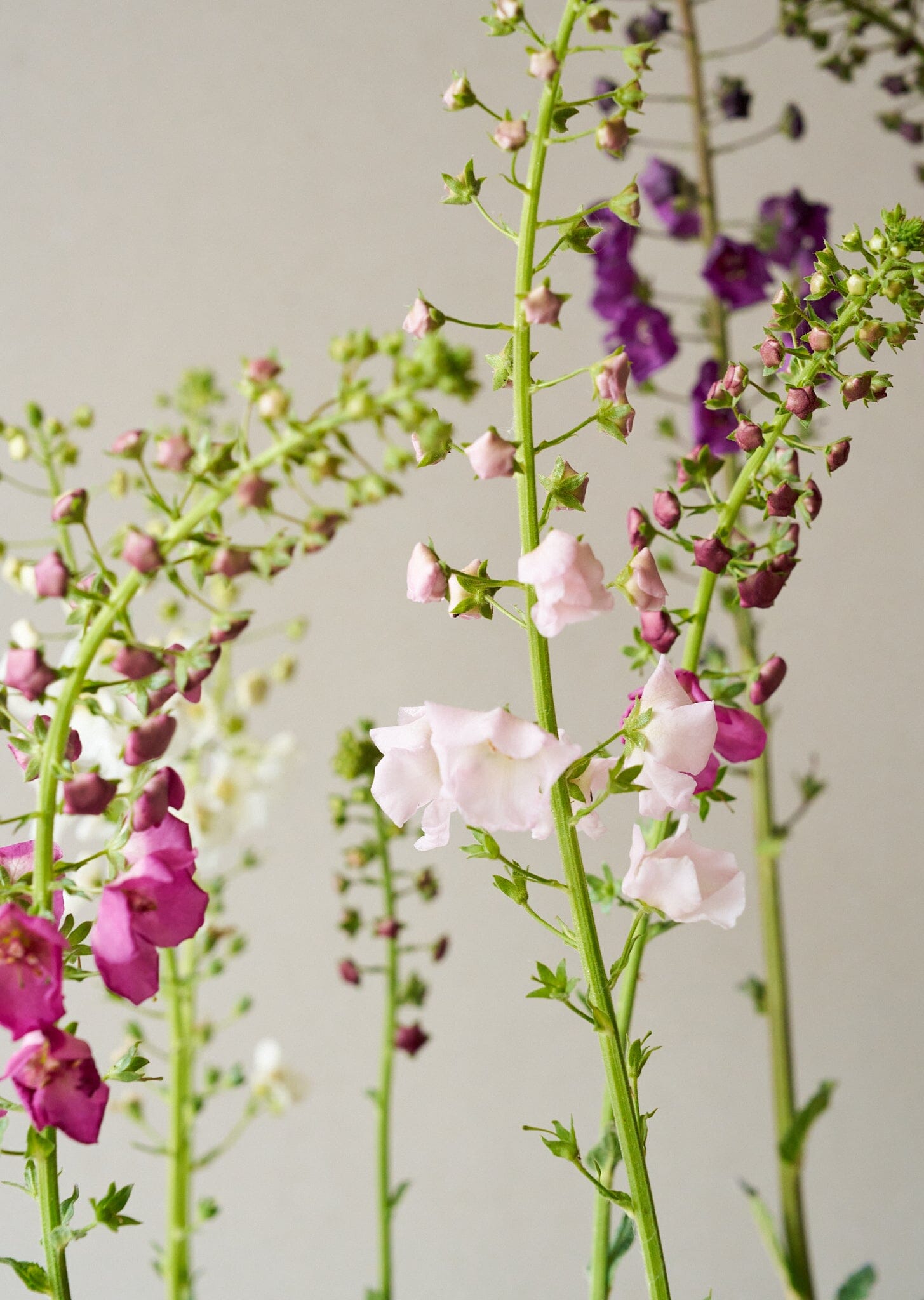 Kongelys 'Mix' Seed