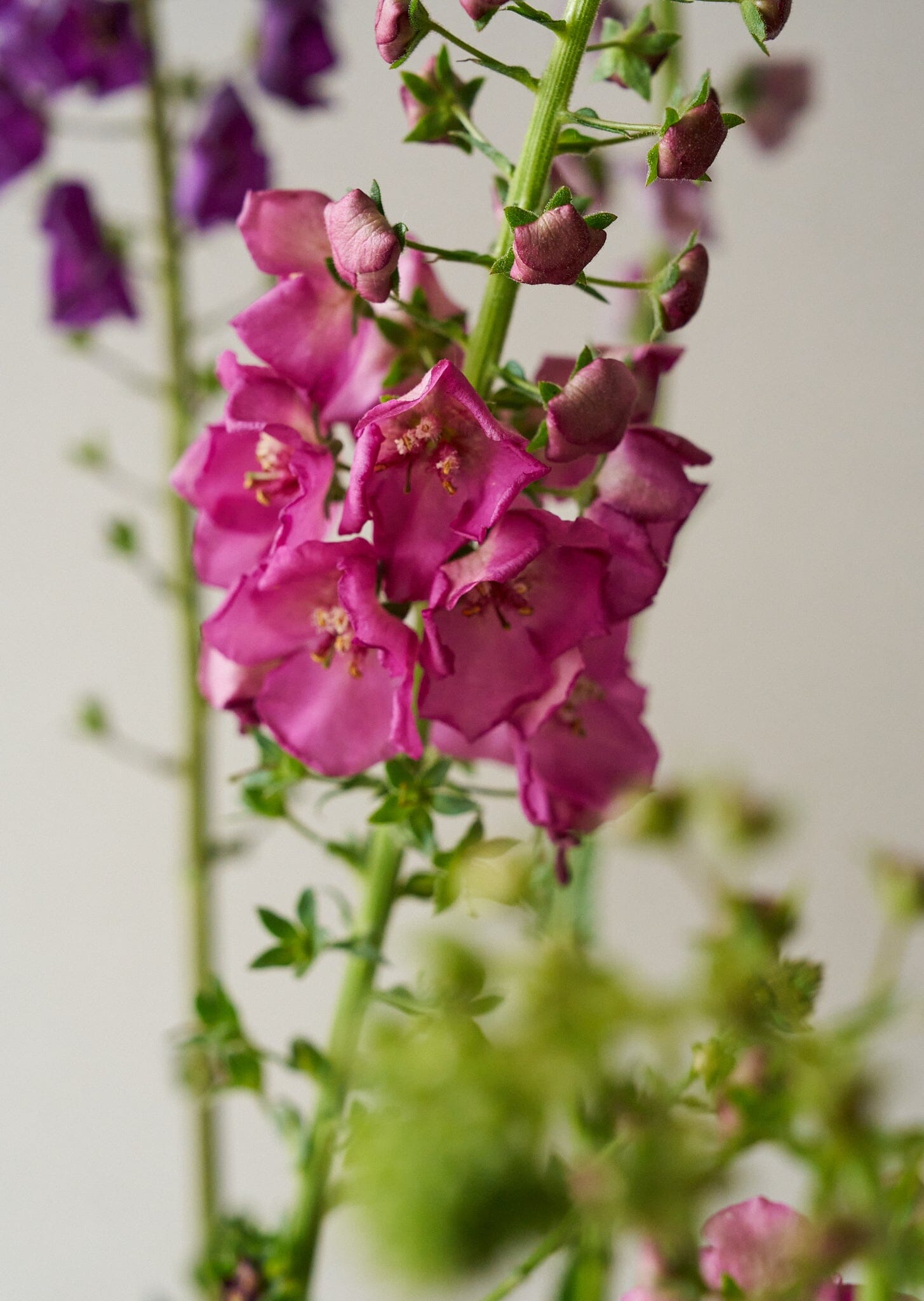 Kongelys 'Mix' Seed
