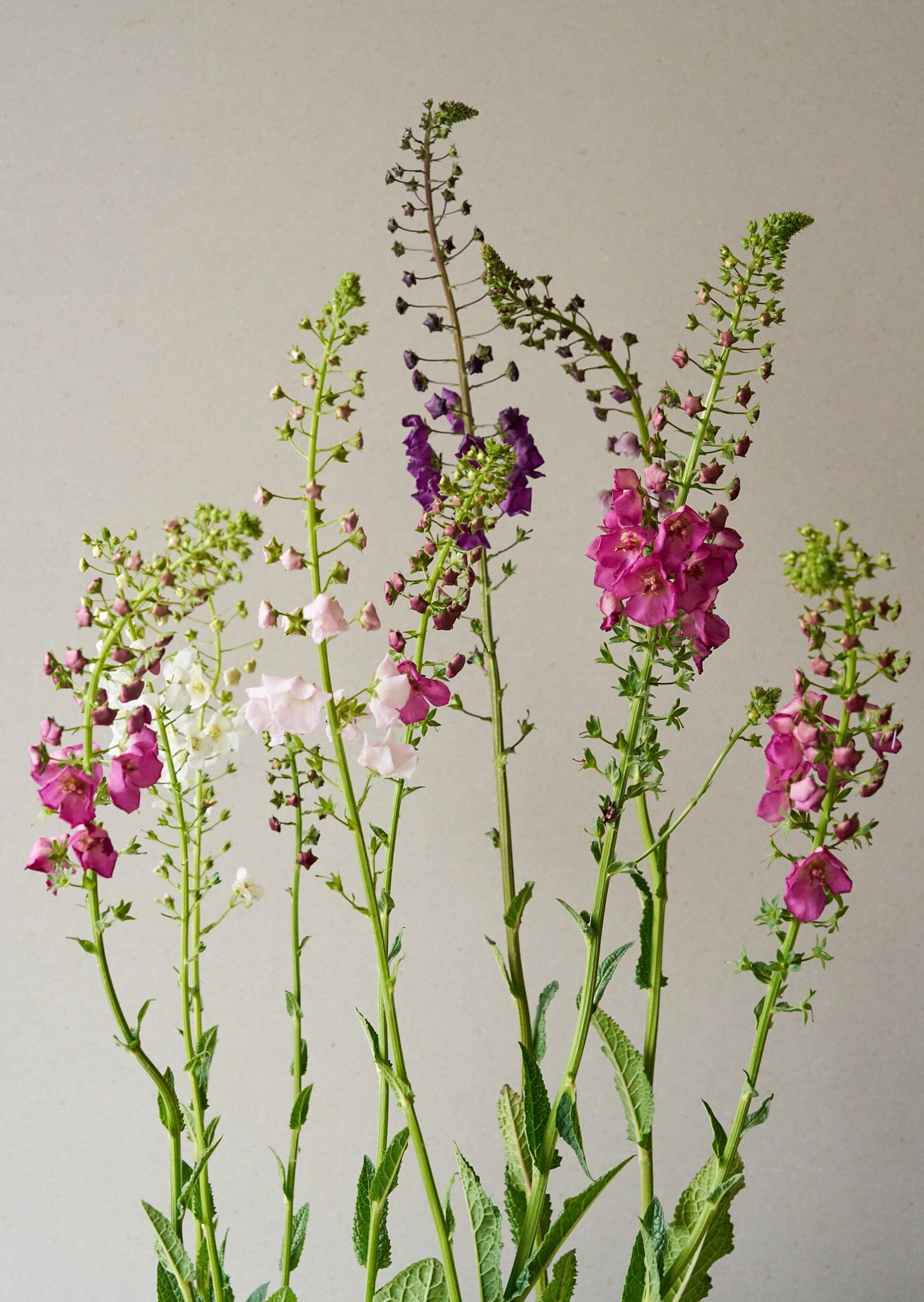 Kongelys 'Mix' Seed