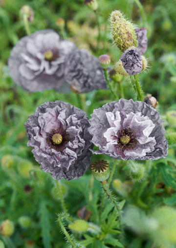 Kornvalmue 'Amazing Grey' Seed
