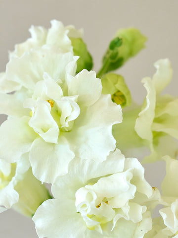 Løvemund 'Madame Butterfly Ivory' Seed