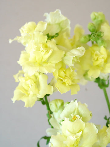 Løvemund 'Madame Butterfly Yellow' Seed