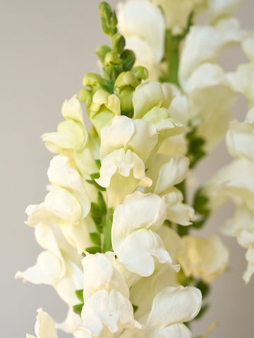 Løvemund 'Potomac Ivory White' Seed