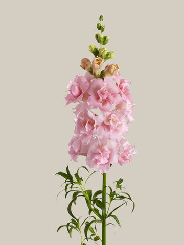Løvemund 'Snapstar Pink' F1 Seed