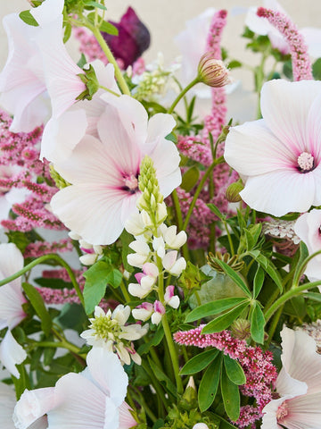 Lupin ‘Pink Fairy’ Seed