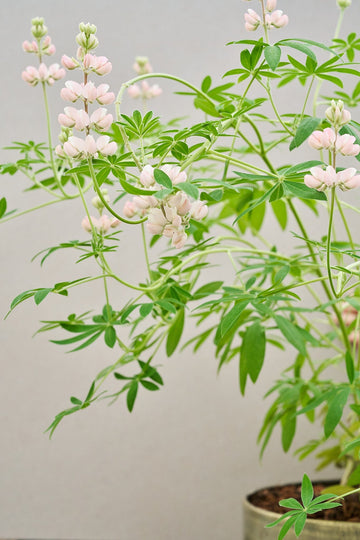 Lupin 'Pixie Pink' (Copy) Seed