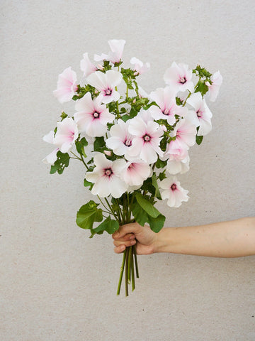 Mamelukærme 'Dwarf Pink Blush' Seed