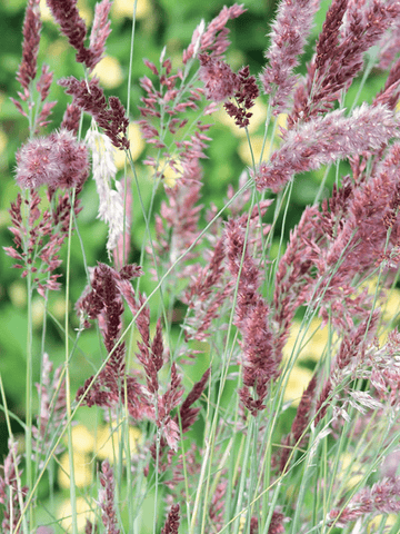 Melinis Seed