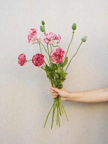 Opiumvalmue 'Flemish Antique Peony' Seed
