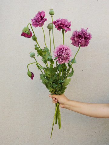 Opiumvalmue 'Purple Peony' Seed