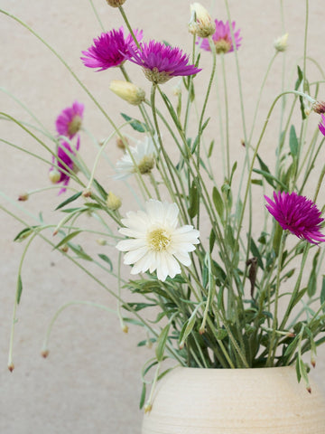 Papirblomst 'Mix' Seed