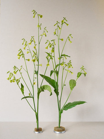 Prydtobak 'Lemon Tree'