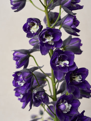 Ridderspore 'Magic Fountains Dark Blue White Bee' (Copy) Seed