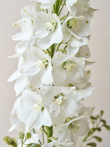 Ridderspore 'Pacific Galahad' Seed