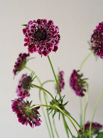 Skabiose 'Beaujolais Bonnets'