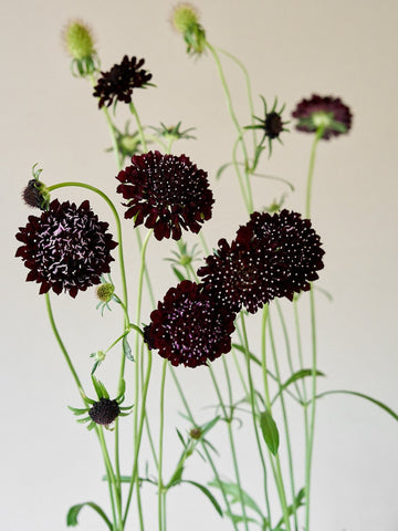 Skabiose 'Black knight'