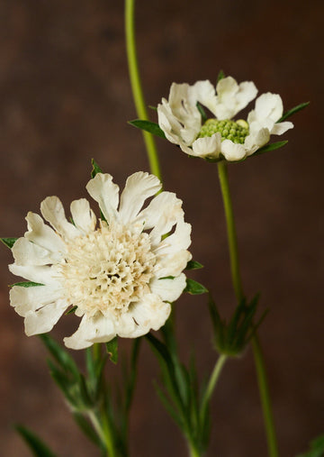 Skabiose 'Fama White'