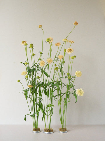 Skabiose 'Fata Morgana'