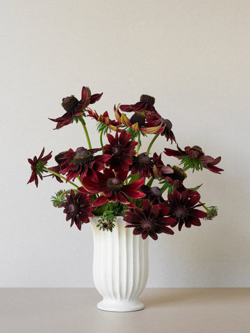 Solhat 'Cherry Brandy' Seed