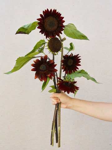 Solsikke 'Claret' Seed