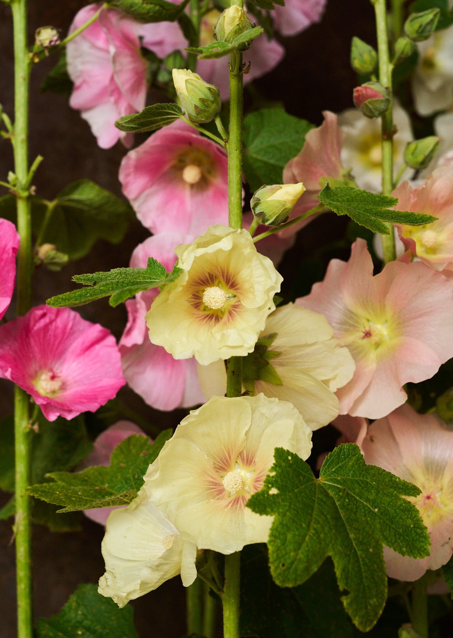Stokrose 'Mix' Seed