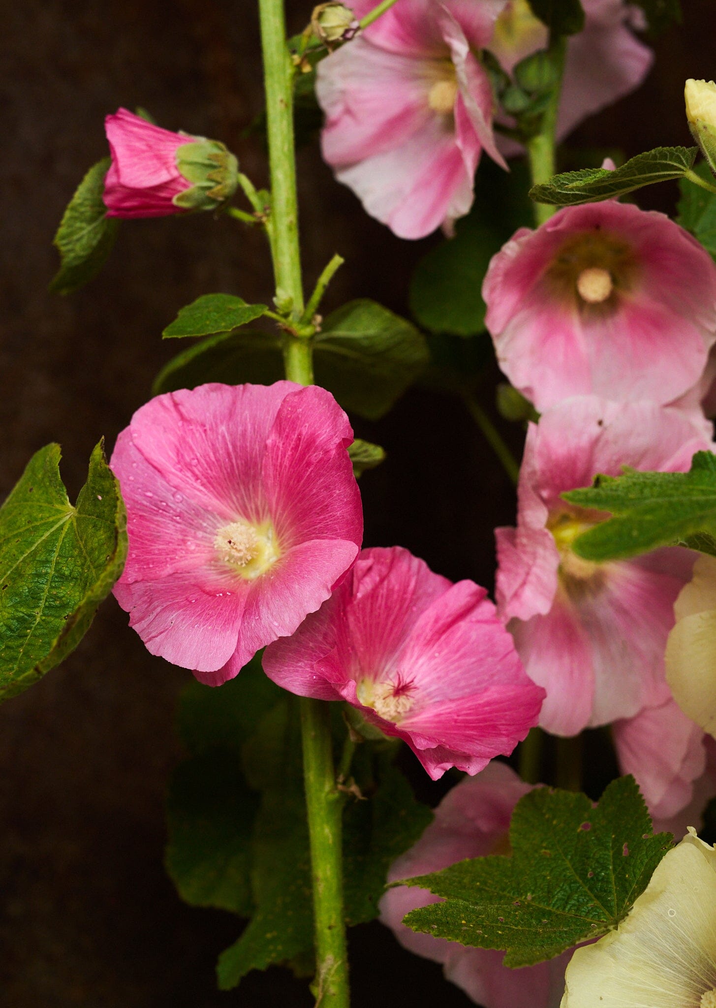 Stokrose 'Mix' Seed