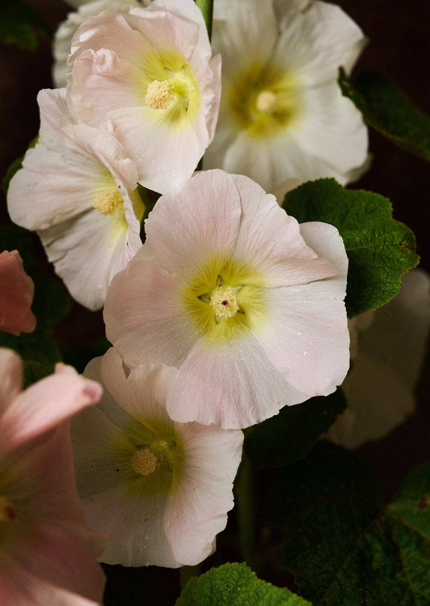 Stokrose 'Mix' Seed