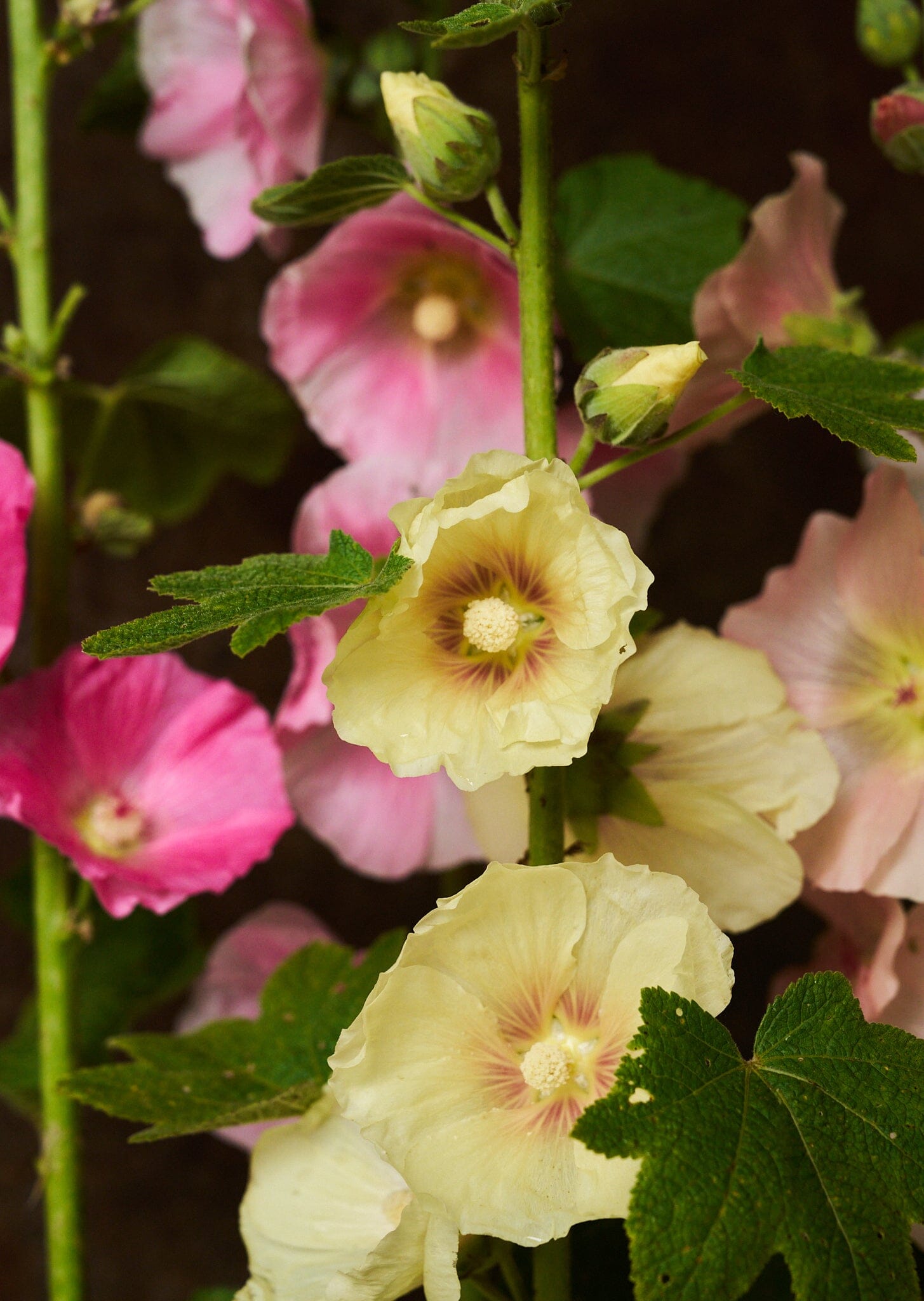 Stokrose 'Mix' Seed