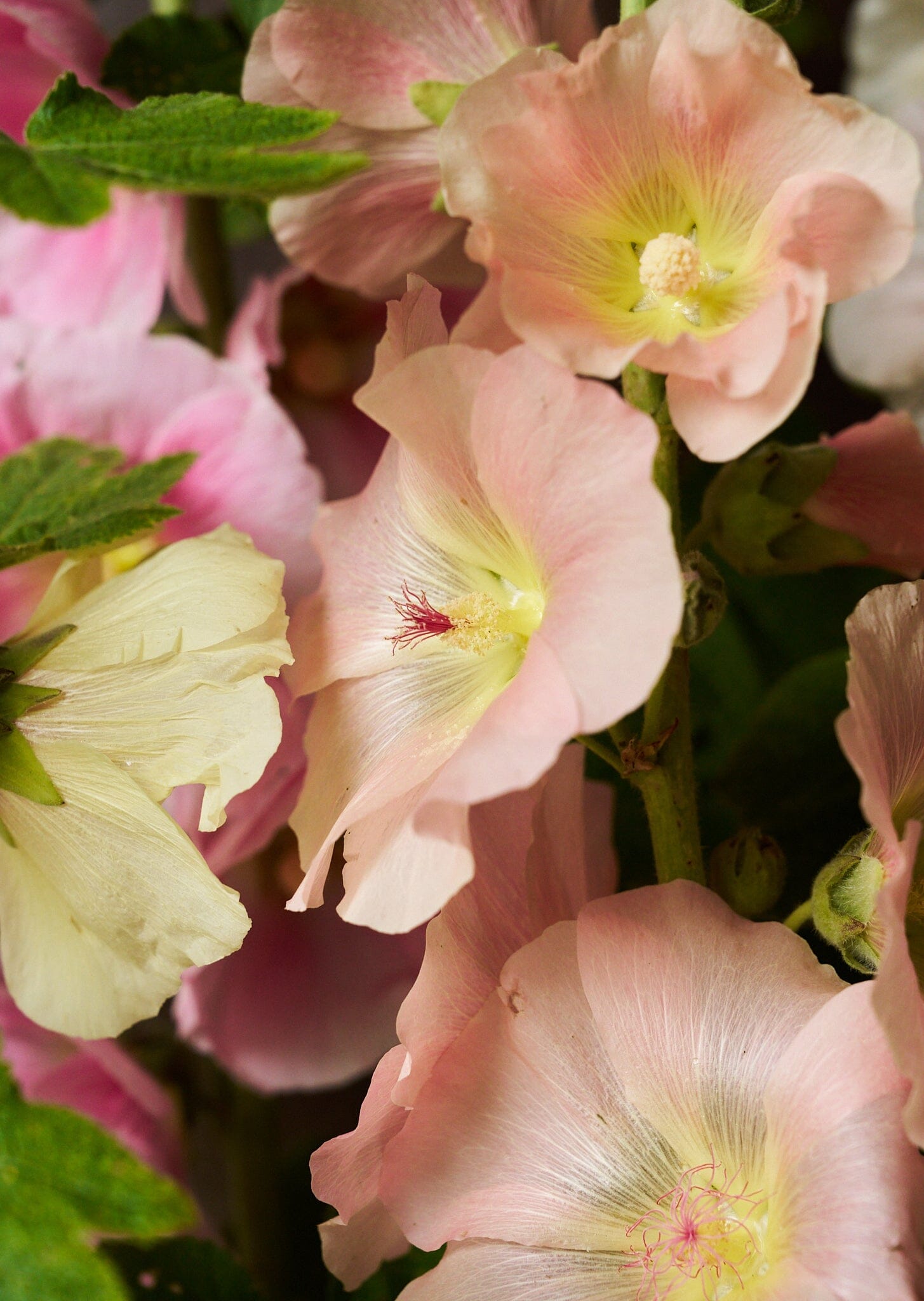 Stokrose 'Mix' Seed