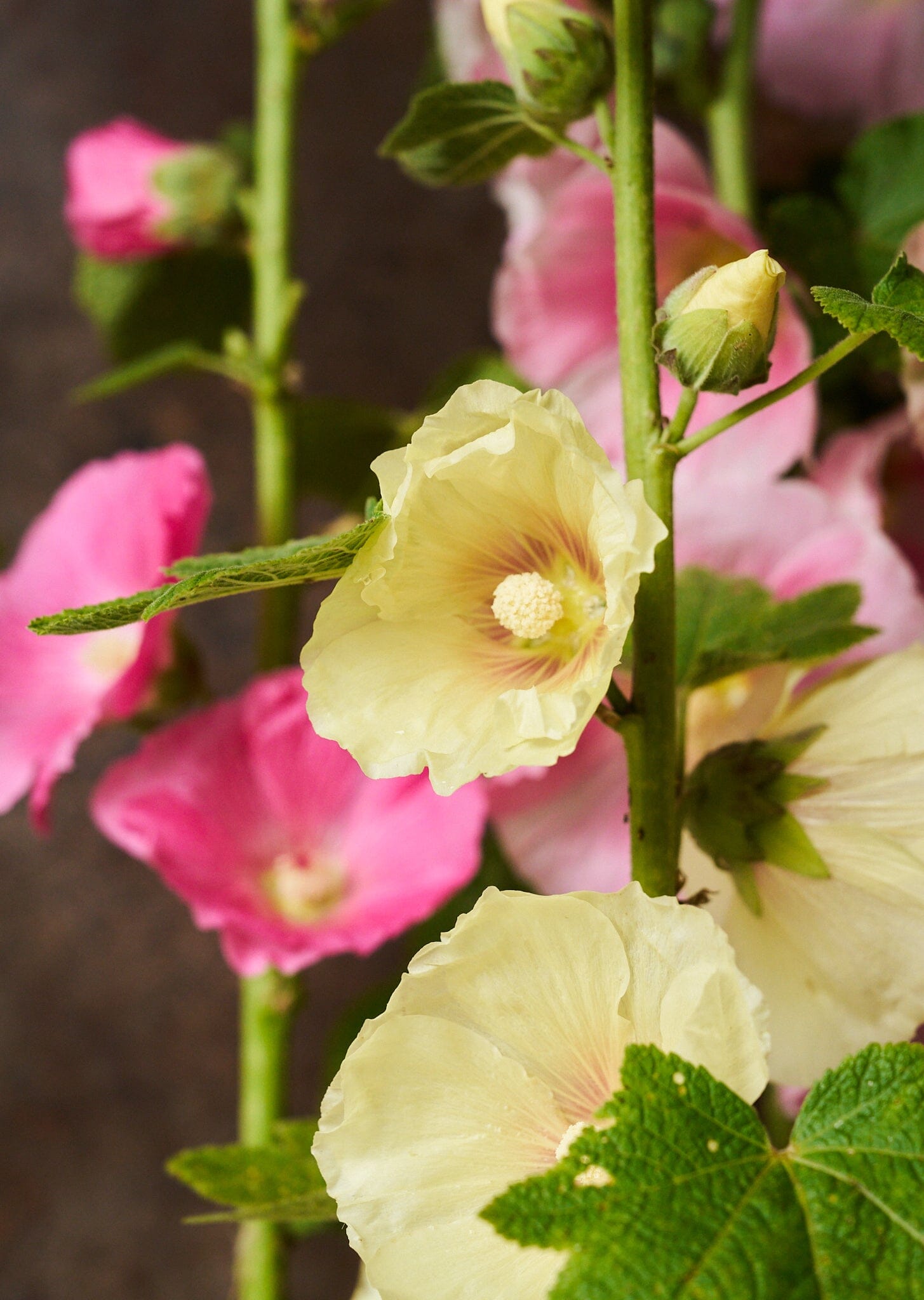 Stokrose 'Mix' Seed