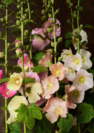 Stokrose 'Mix' Seed