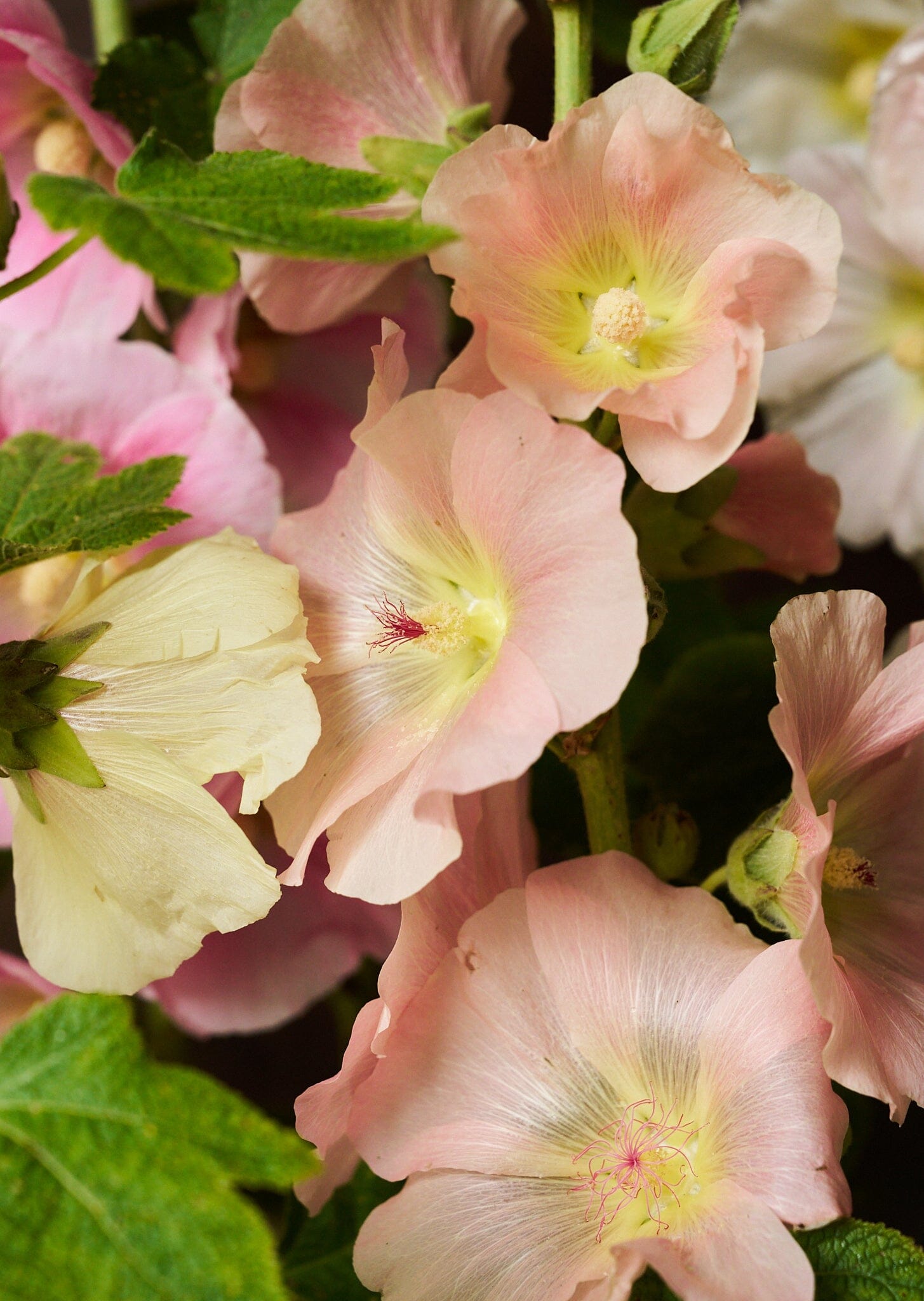 Stokrose 'Mix' Seed