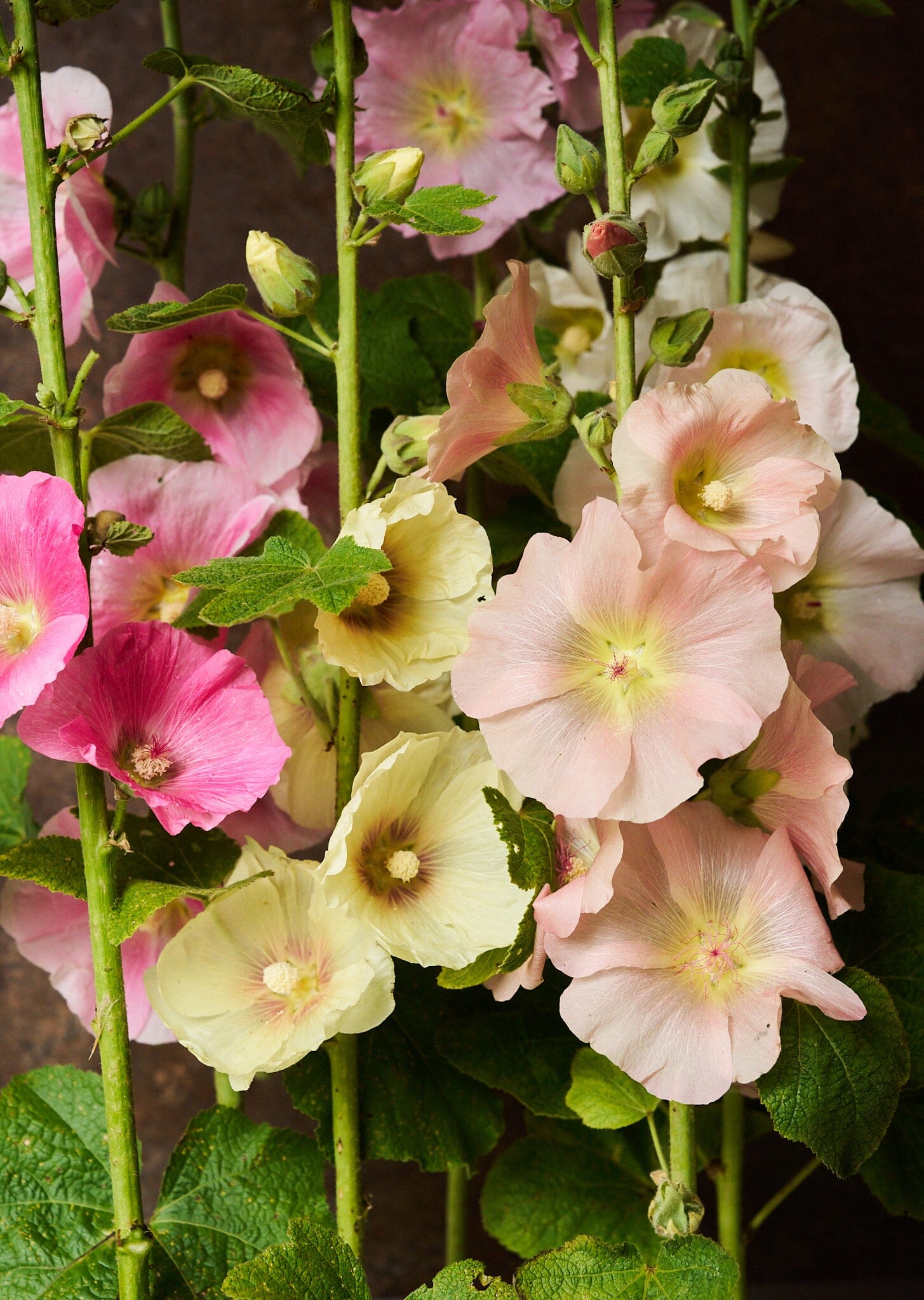 Stokrose 'Mix' Seed