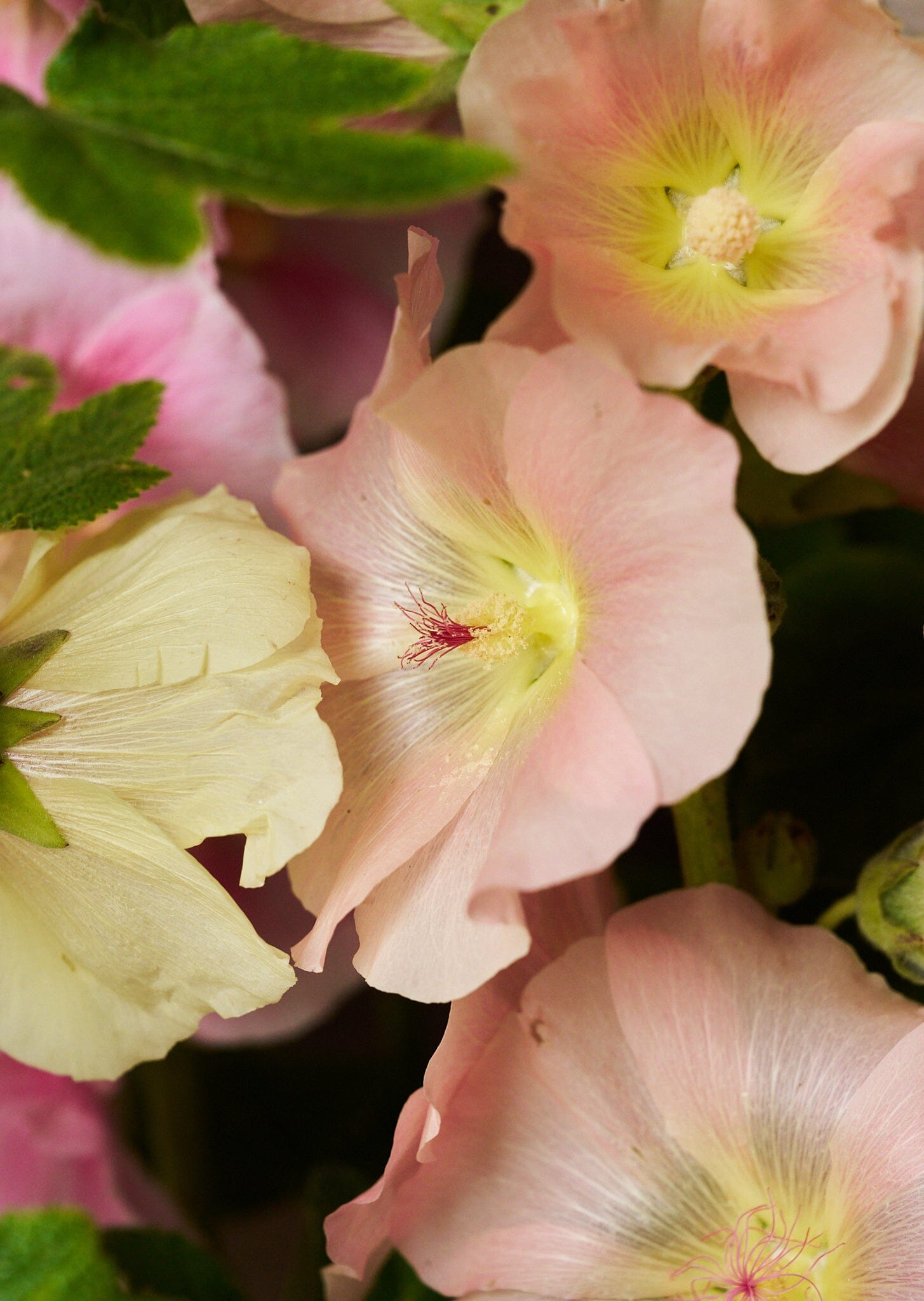 Stokrose 'Mix' Seed