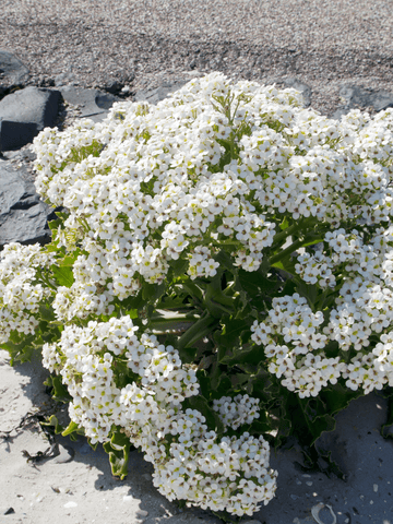 Strandkål Seed