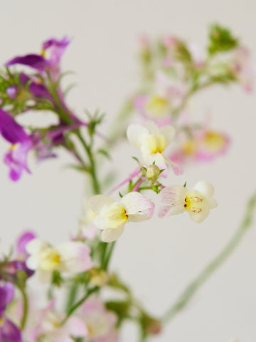 Torskemund 'Northern Lights' Seed