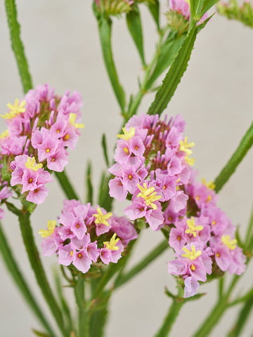 Vinget Hindebæger 'Forever Happy' Seed