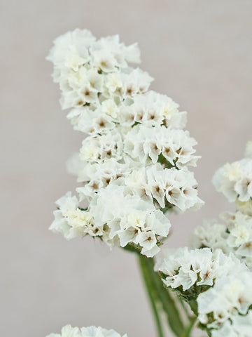 Vinget Hindebæger 'Forever Silver' Seed