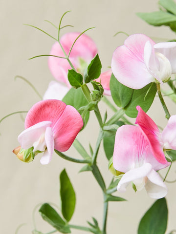 Ærteblomst 'Cupid Pink' Seed 