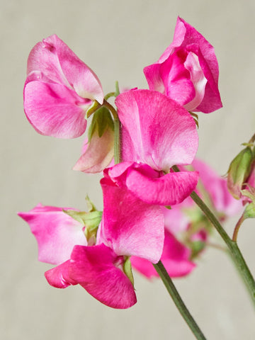 Ærteblomst 'Elegance Deep Rose' Seed