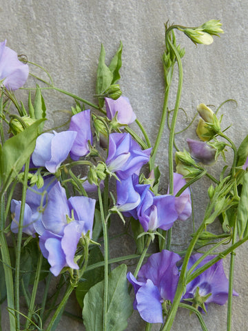Ærteblomst 'Elegance Mid Blue' Seed