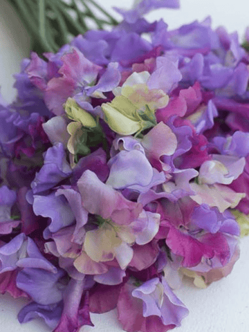 Ærteblomst 'Enchanté' Seed