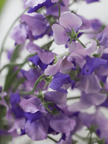 Ærteblomst 'Erewhon' Seed