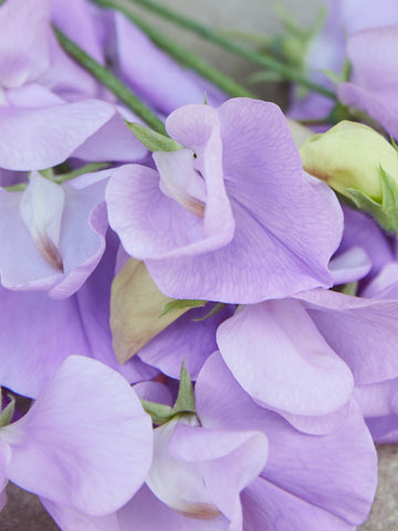 Ærteblomst 'Royal Lavender' Seed