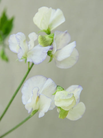Ærteblomst 'Spencer Old Times' Seed