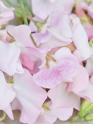 Ærteblomst 'Spring Sunshine Blush' Seed