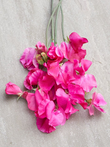 Ærteblomst 'Spring Sunshine Cerise' Seed