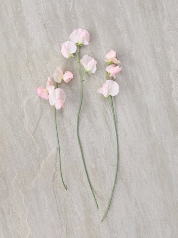 Ærteblomst 'Spring Sunshine Champagne' Seed