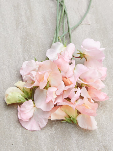 Ærteblomst 'Spring Sunshine Champagne' Seed